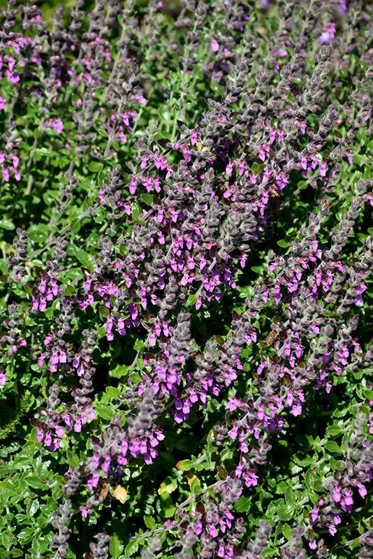 Creeping Germander (Teucrium chamaedrys) at Alsip Home and Nursery