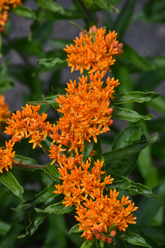 Butterfly Weed (Asclepias tuberosa) at Alsip Home and Nursery