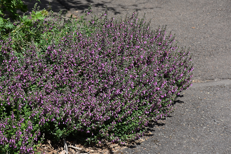 Creeping Germander (Teucrium chamaedrys) at Alsip Home and Nursery