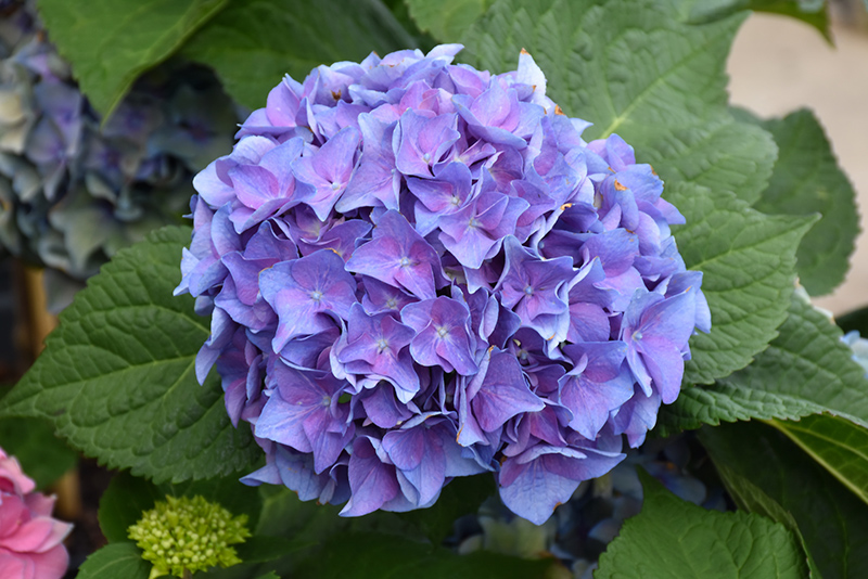 Let's Dance Blue Jangles Hydrangea (Hydrangea macrophylla 'SMHMTAU') at Alsip Home and Nursery