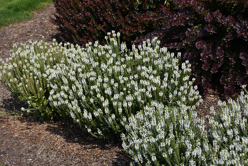 Snow Hill Sage (Salvia x sylvestris 'Snow Hill') at Alsip Home and Nursery