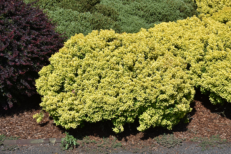 Golden Nugget Japanese Barberry (Berberis thunbergii 'Golden Nugget') at Alsip Home and Nursery