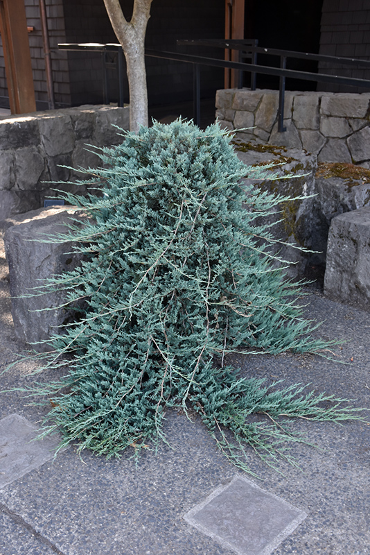 Blue Rug Juniper (Juniperus horizontalis 'Wiltonii') at Alsip Home and Nursery