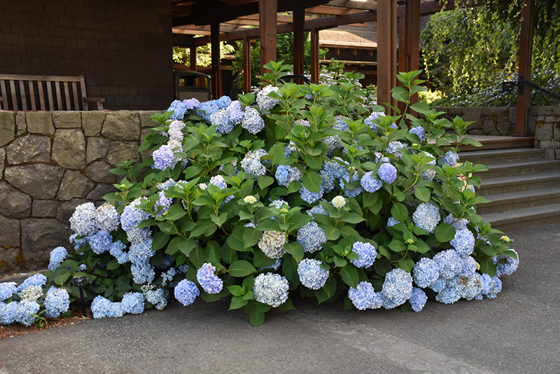 Blue Enchantress Hydrangea (Hydrangea macrophylla 'Monmar') at Alsip Home and Nursery