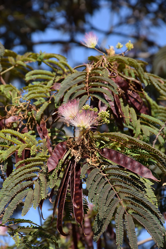 Summer Chocolate Mimosa (Albizia julibrissin 'Summer Chocolate') at Alsip Home and Nursery