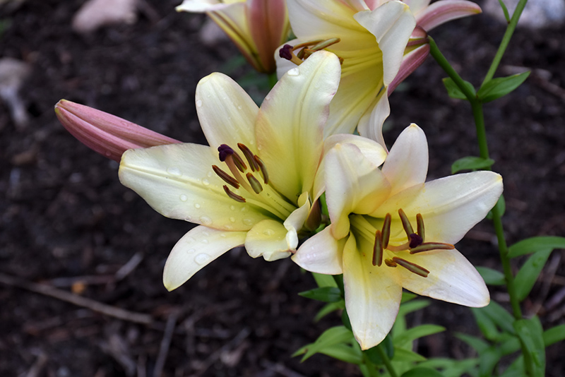 Silky Belles Lily (Lilium 'Silky Belles') in Frankfort Chicago St Johns ...
