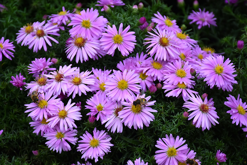 Woods Pink Aster (Aster 'Woods Pink') at Alsip Home and Nursery