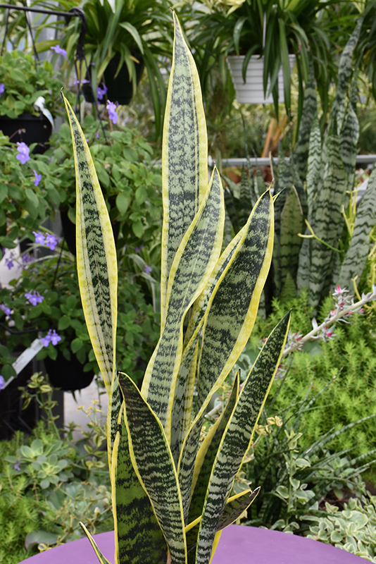Striped Snake Plant (Sansevieria trifasciata 'Laurentii') at Alsip Home and Nursery