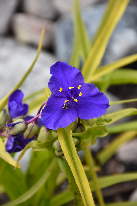 Sweet Kate Spiderwort (Tradescantia x andersoniana 'Sweet Kate') at Alsip Home and Nursery