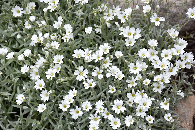 Snow-In-Summer (Cerastium tomentosum) at Alsip Home and Nursery