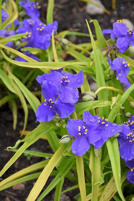 Sweet Kate Spiderwort (Tradescantia x andersoniana 'Sweet Kate') at Alsip Home and Nursery