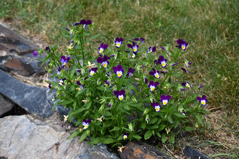 Johnny Jump-Up (Viola tricolor) at Alsip Home and Nursery