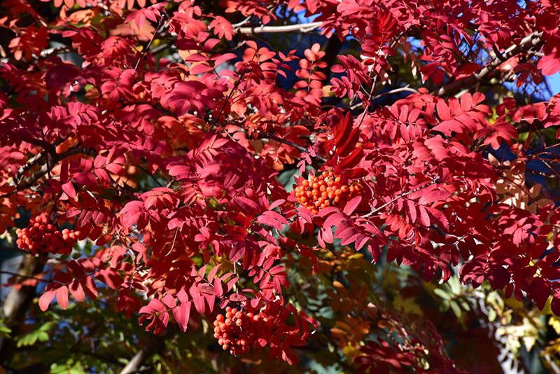 Showy Mountain Ash (Sorbus decora) at Alsip Home and Nursery