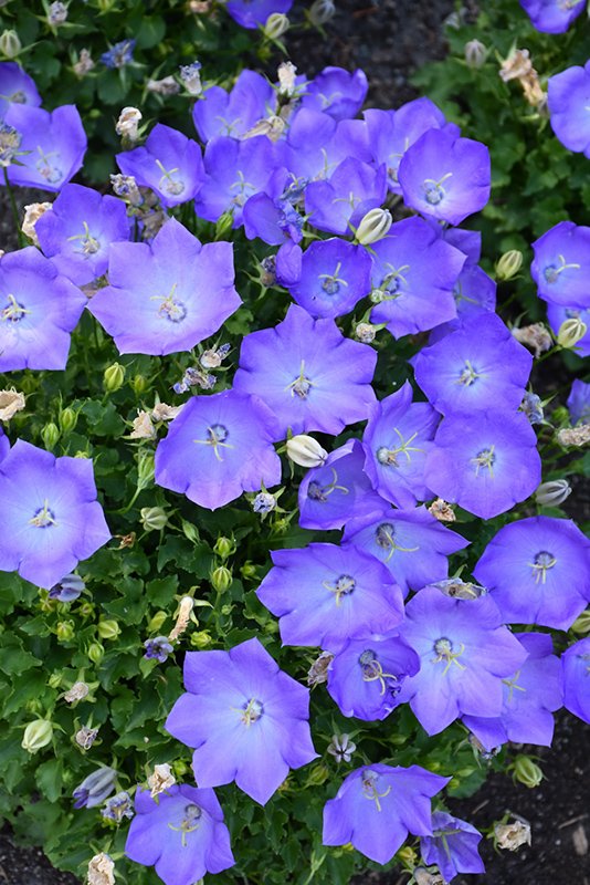 Rapido Blue Bellflower (Campanula carpatica 'Rapido Blue') at Alsip Home and Nursery
