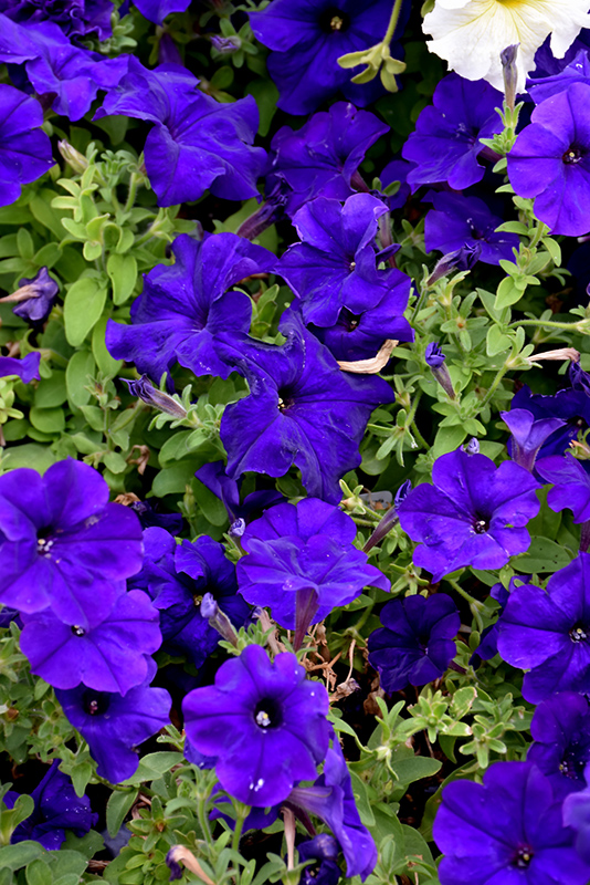 Dreams Midnight Petunia (Petunia 'Dreams Midnight') at Alsip Home and Nursery