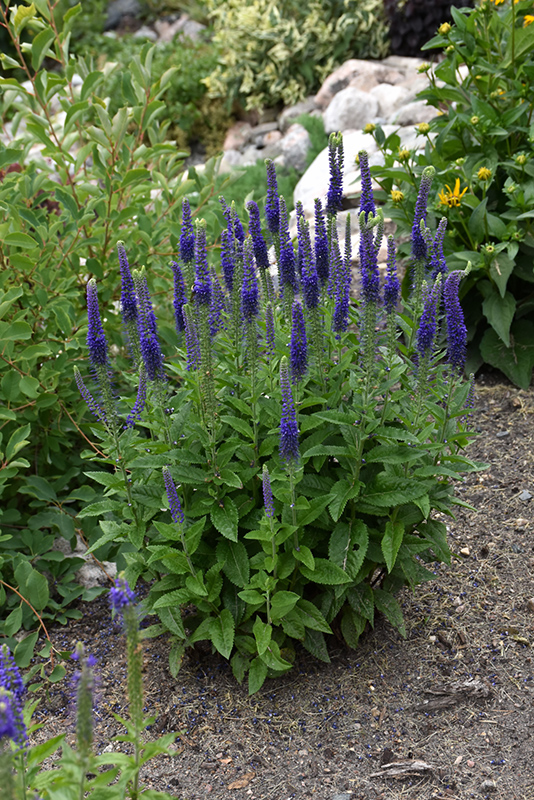 Sunny Border Blue Speedwell (Veronica 'Sunny Border Blue') at Alsip Home and Nursery