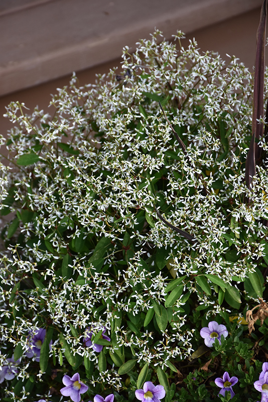 Breathless White Euphorbia (Euphorbia 'Balbrewite') at Alsip Home and Nursery