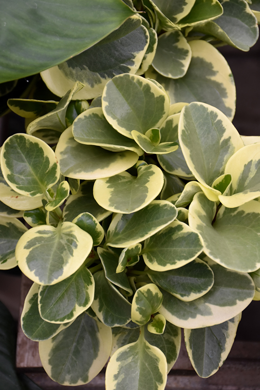 Variegated Baby Rubber Plant (Peperomia obtusifolia 'Variegata') at Alsip Home and Nursery