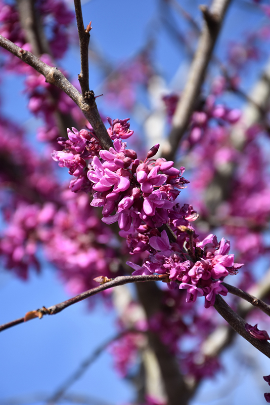 Eastern Redbud (tree form) (Cercis canadensis '(tree form)') at Alsip Home and Nursery