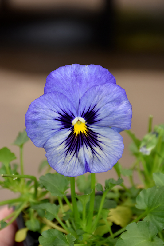 Matrix Blue Frost Pansy (Viola 'PAS284632') at Alsip Home and Nursery