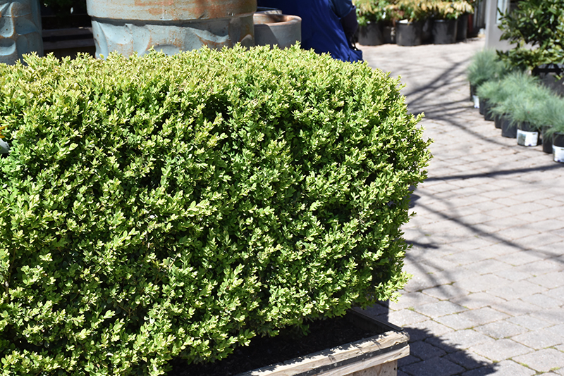Green Mountain Boxwood (Buxus 'Green Mountain') at Alsip Home and Nursery