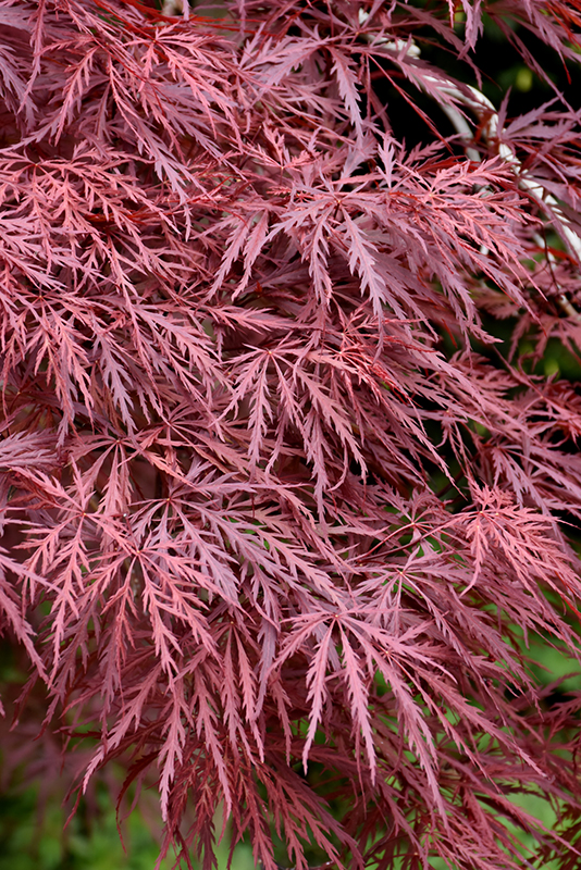 Red Dragon Japanese Maple (Acer palmatum 'Red Dragon') at Alsip Home and Nursery