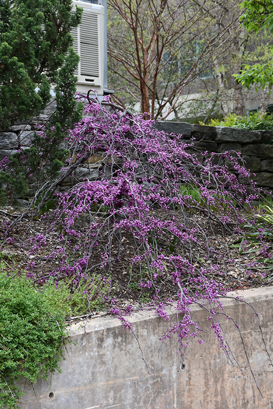 Ruby Falls Redbud (Cercis canadensis 'Ruby Falls') at Alsip Home and Nursery