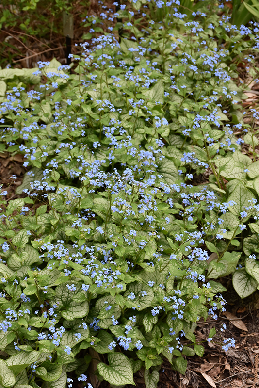 Jack Frost Bugloss (Brunnera macrophylla 'Jack Frost') at Alsip Home and Nursery