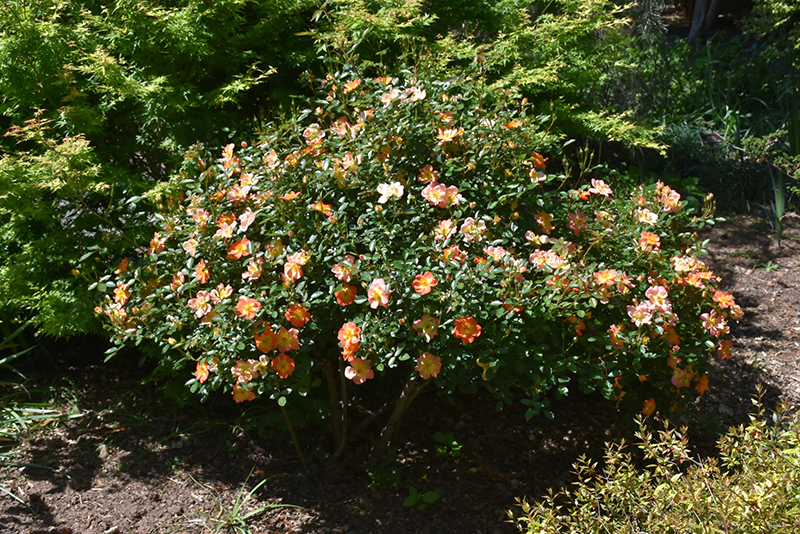 Oso Easy Paprika Rose (Rosa 'ChewMayTime') at Alsip Home and Nursery