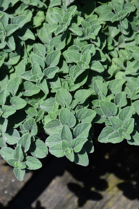 Hot And Spicy Oregano (Origanum 'Hot And Spicy') at Alsip Home and Nursery