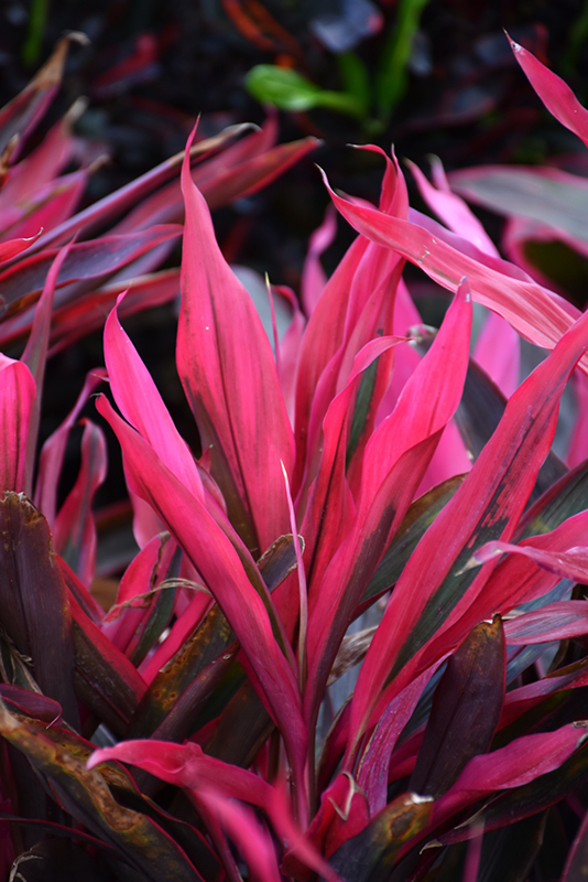 Maria Cordyline (Cordyline 'Maria') at Alsip Home and Nursery