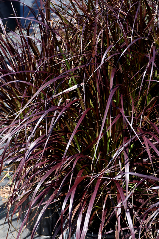 Purple Fountain Grass (Pennisetum setaceum 'Rubrum') at Alsip Home and Nursery
