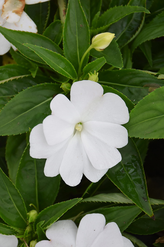 Divine White New Guinea Impatiens (Impatiens hawkeri 'Divine White') at Alsip Home and Nursery