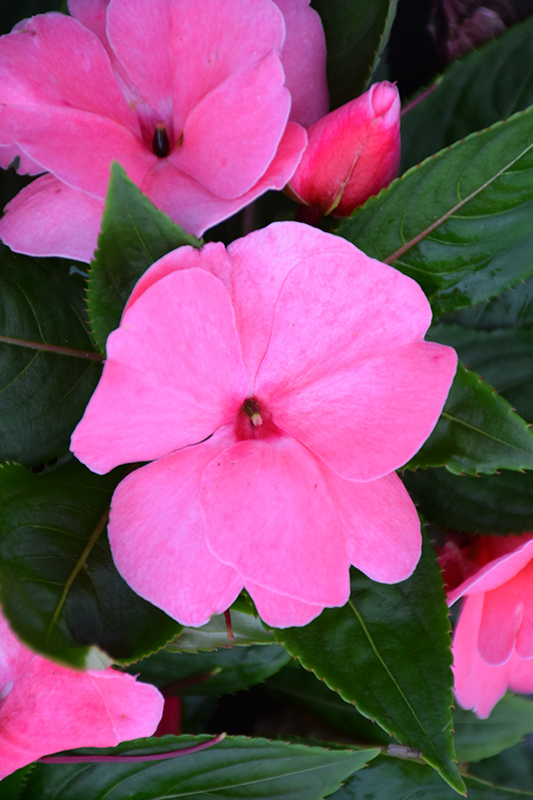 Divine Pink New Guinea Impatiens (Impatiens hawkeri 'Divine Pink') at Alsip Home and Nursery
