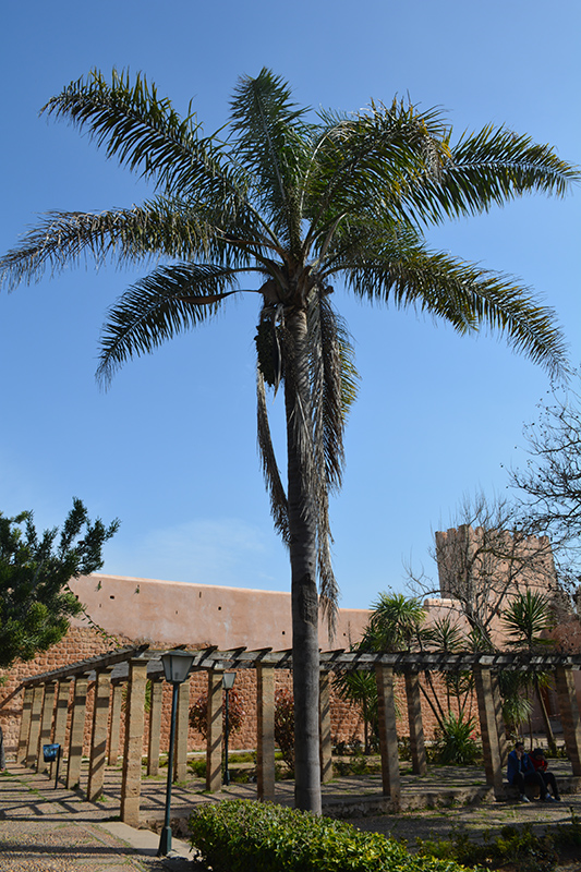 Queen Palm (Syagrus romanzoffiana) at Alsip Home and Nursery