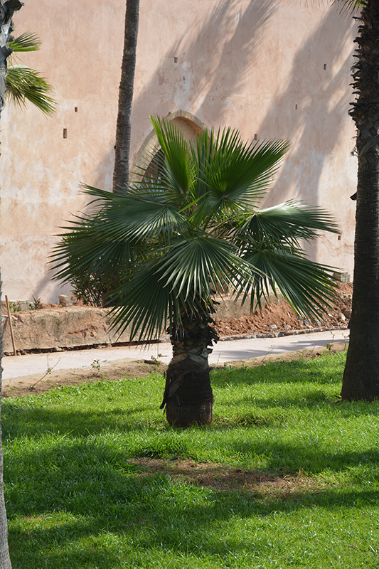 Desert Fan Palm (Washingtonia filifera) at Alsip Home and Nursery