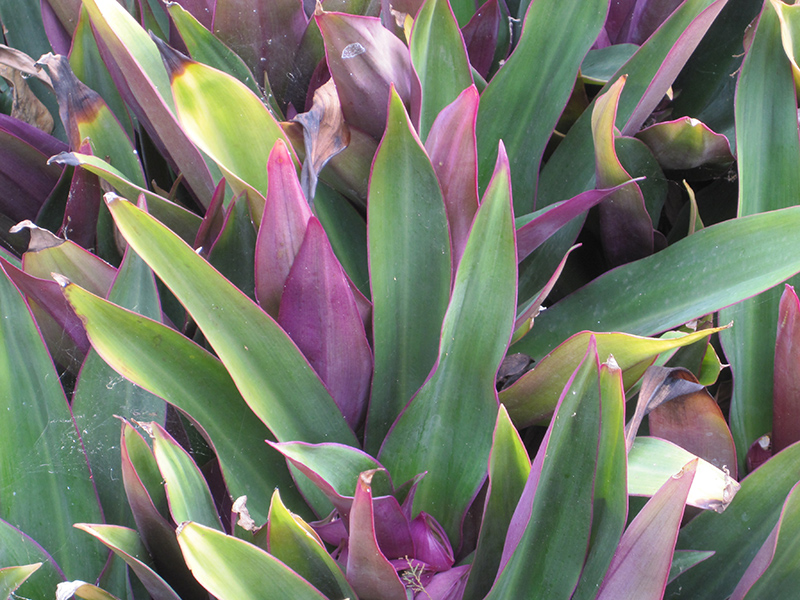 Moses In The Cradle (Tradescantia spathacea) at Alsip Home and Nursery
