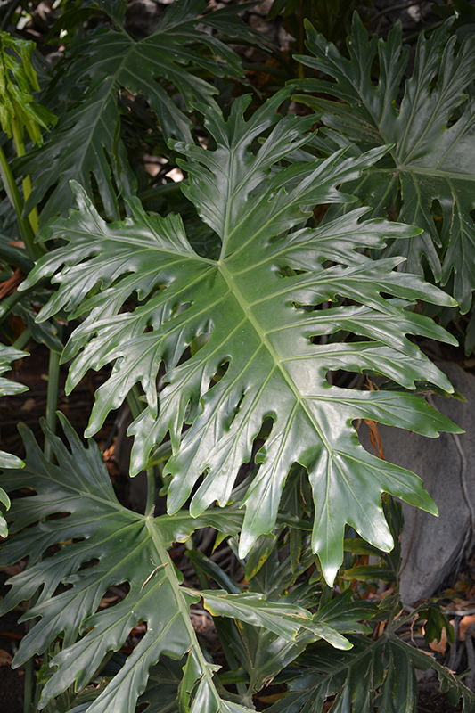 Tree Philodendron (Philodendron selloum) at Alsip Home and Nursery