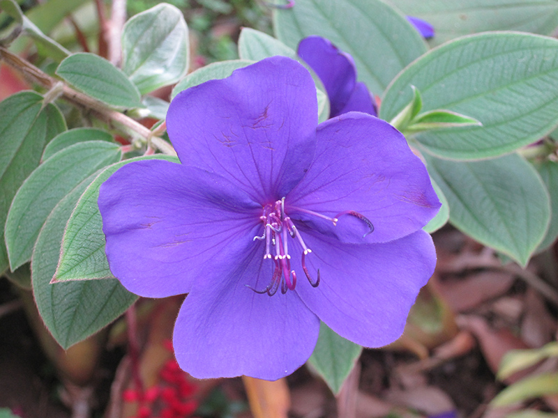 Tibouchina Princess Flower | Liberty Landscape Supply