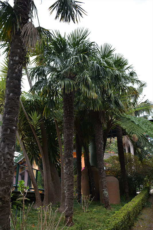 Windmill Palm (Trachycarpus fortunei) at Alsip Home and Nursery