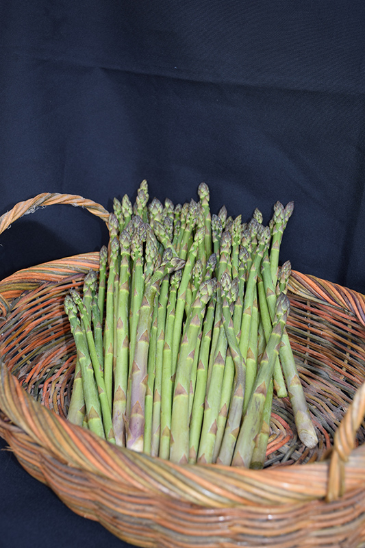 Jersey Knight Asparagus (Asparagus 'Jersey Knight') at Alsip Home and Nursery