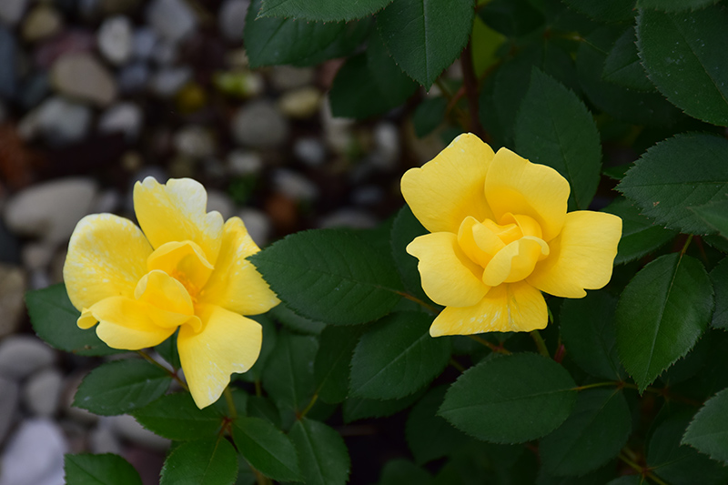 Sunny Knock Out Rose (Rosa 'Radsunny') at Alsip Home and Nursery