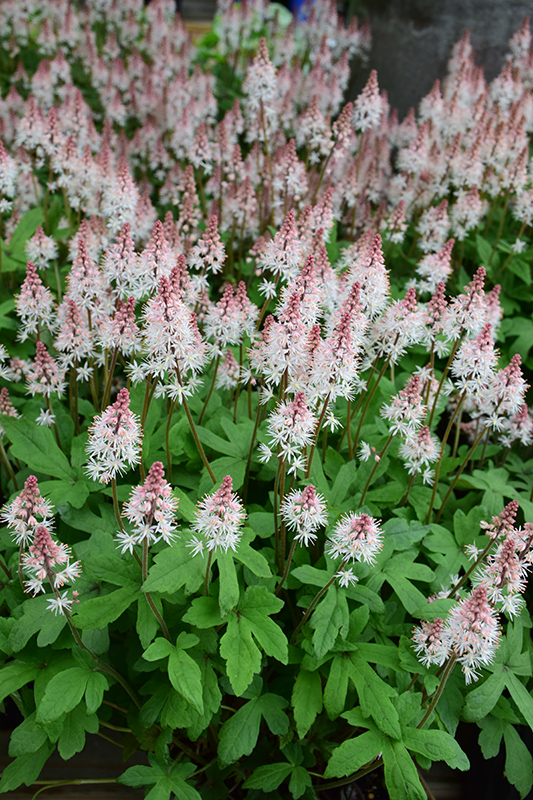 Spring Symphony Foamflower (Tiarella 'Spring Symphony') at Alsip Home and Nursery