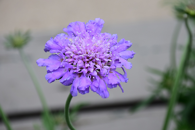 Butterfly Blue Pincushion Flower (Scabiosa 'Butterfly Blue') at Alsip Home and Nursery