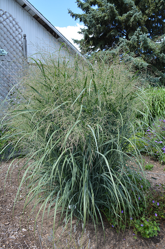 Northwind Switch Grass (Panicum virgatum 'Northwind') at Alsip Home and Nursery