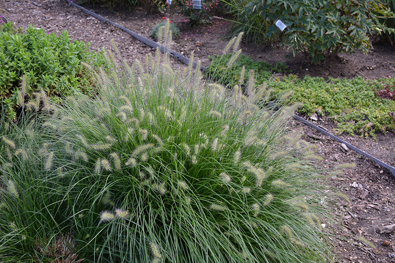 Little Bunny Dwarf Fountain Grass (Pennisetum alopecuroides 'Little Bunny') at Alsip Home and Nursery