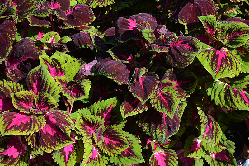 Kong Red Coleus (Solenostemon scutellarioides 'Kong Red') at Alsip Home and Nursery