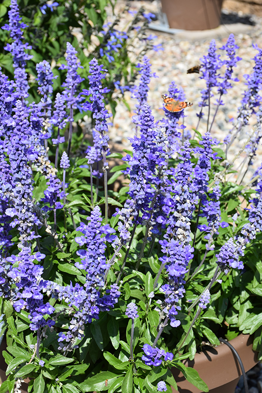 Unplugged So Blue Salvia (Salvia farinacea 'G14251') at Alsip Home and Nursery