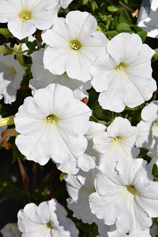 Easy Wave White Petunia (Petunia 'Easy Wave White') at Alsip Home and Nursery