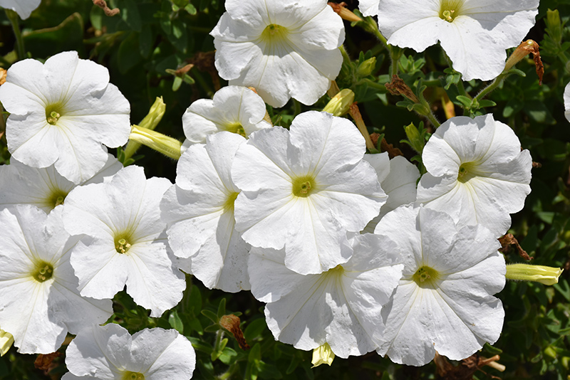 Madness White Petunia (Petunia 'Madness White') at Alsip Home and Nursery